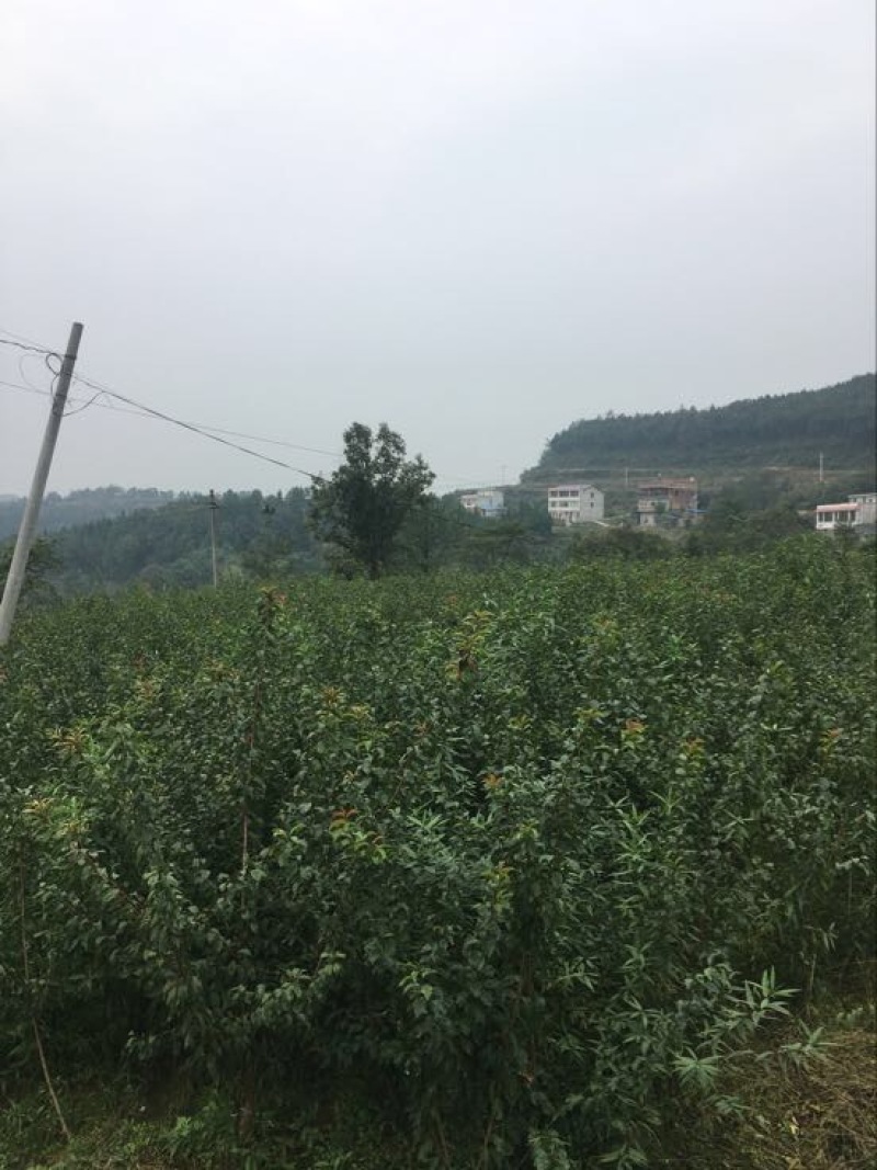五月脆苗100~150cm
