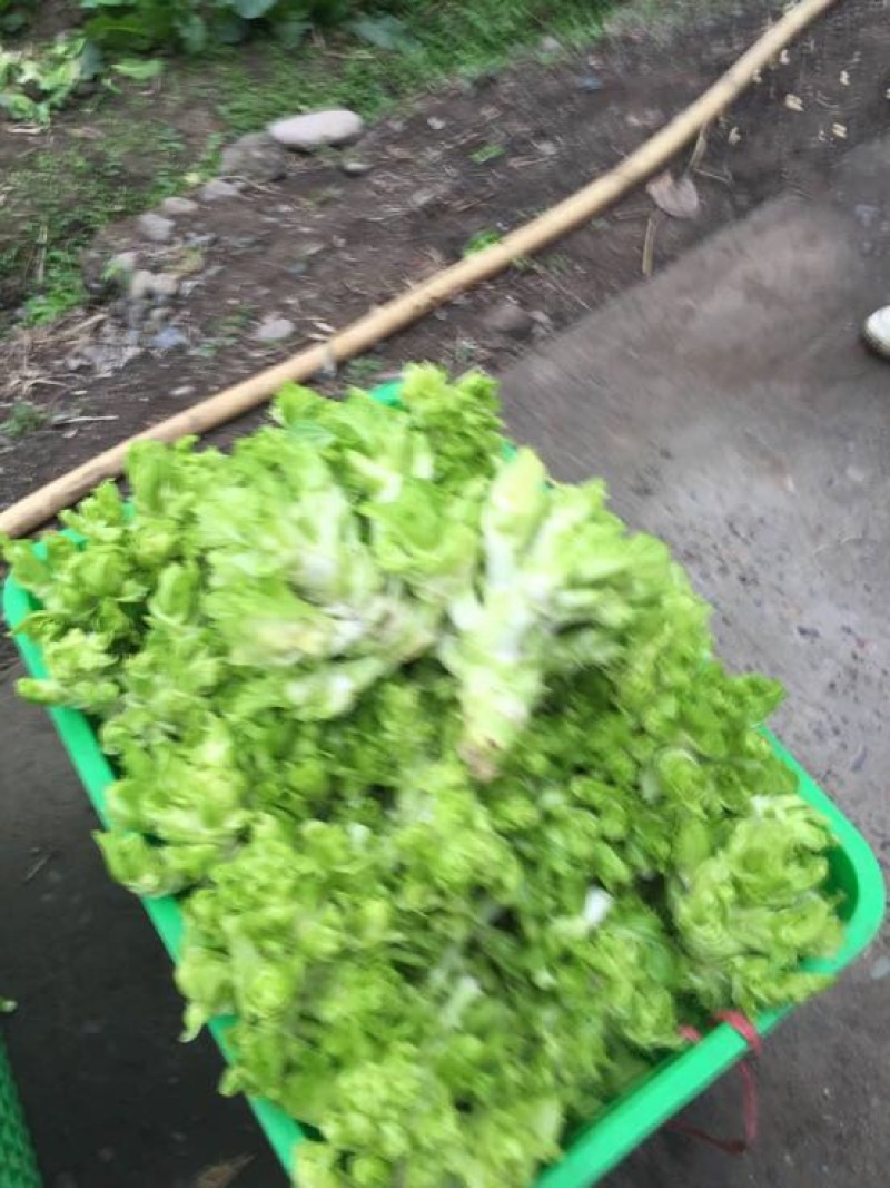 儿菜3两以上