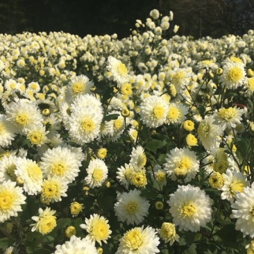 花茶特级