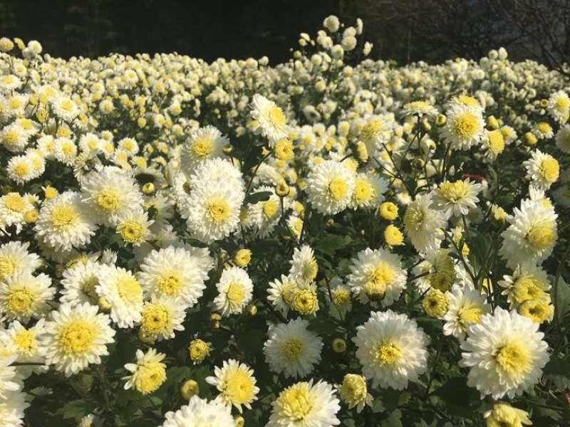 花茶特级