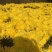 花茶特级