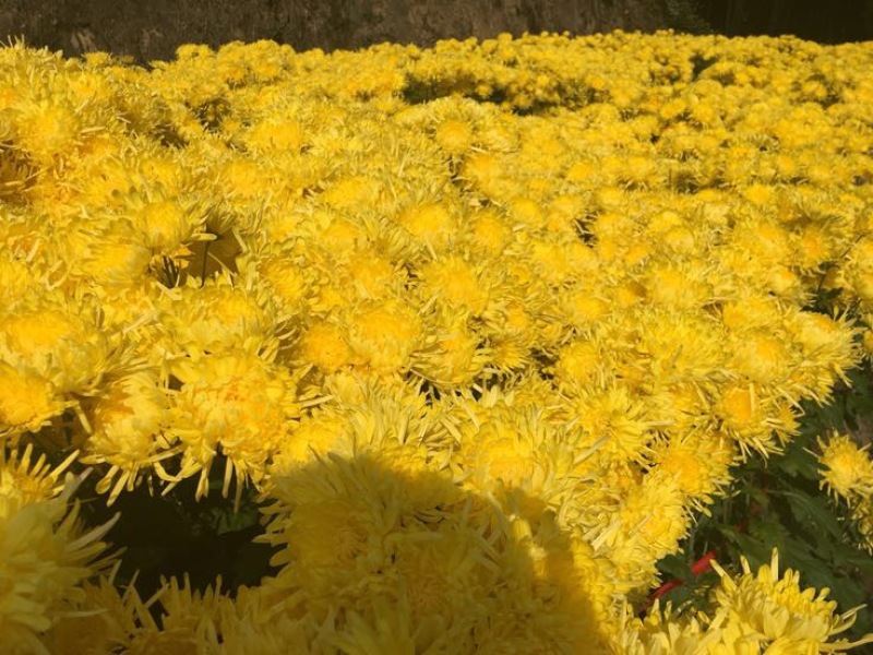 花茶特级