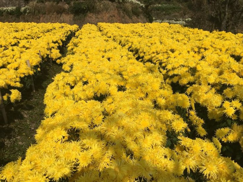 花茶特级