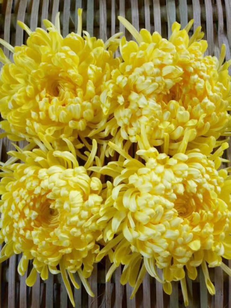 花茶特级