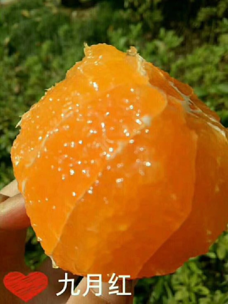 九月红脐橙果冻橙基地直供，支持视频验货，打款发货