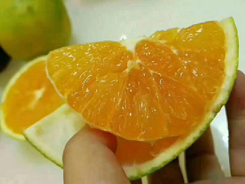 九月红脐橙果冻橙基地直供，支持视频验货，打款发货