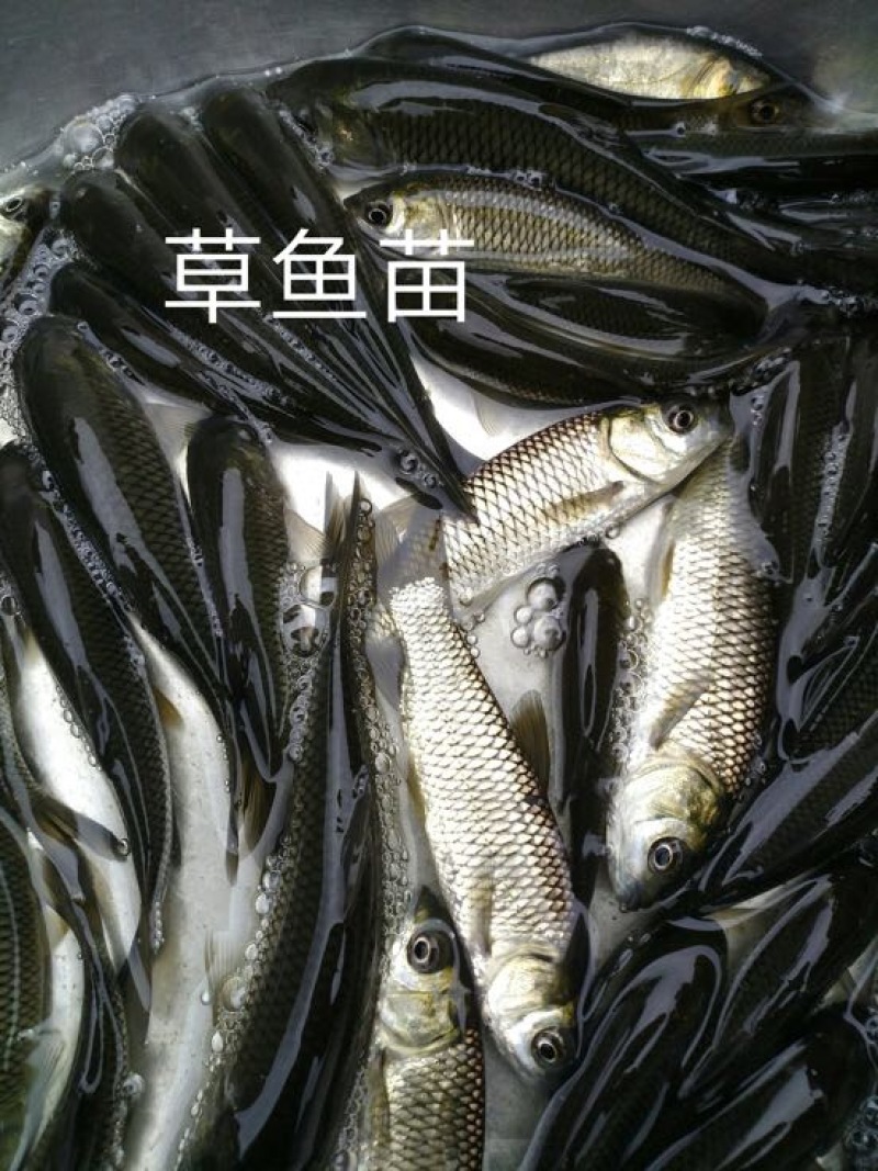 草鱼苗各种规格抗病毒全国包活发货皖鱼苗
