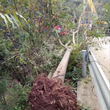 黄山栾树6~8cm20cm以上4米以上