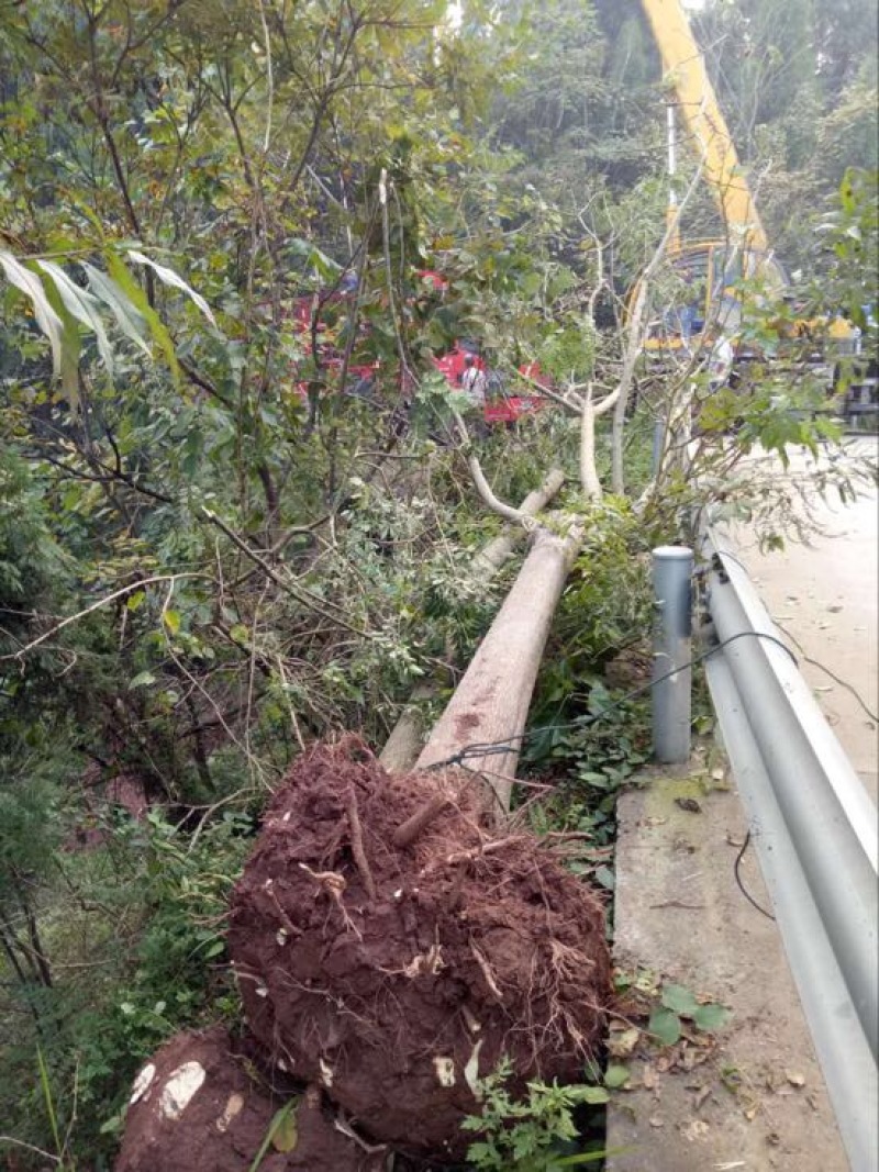 黄山栾树6~8cm20cm以上4米以上