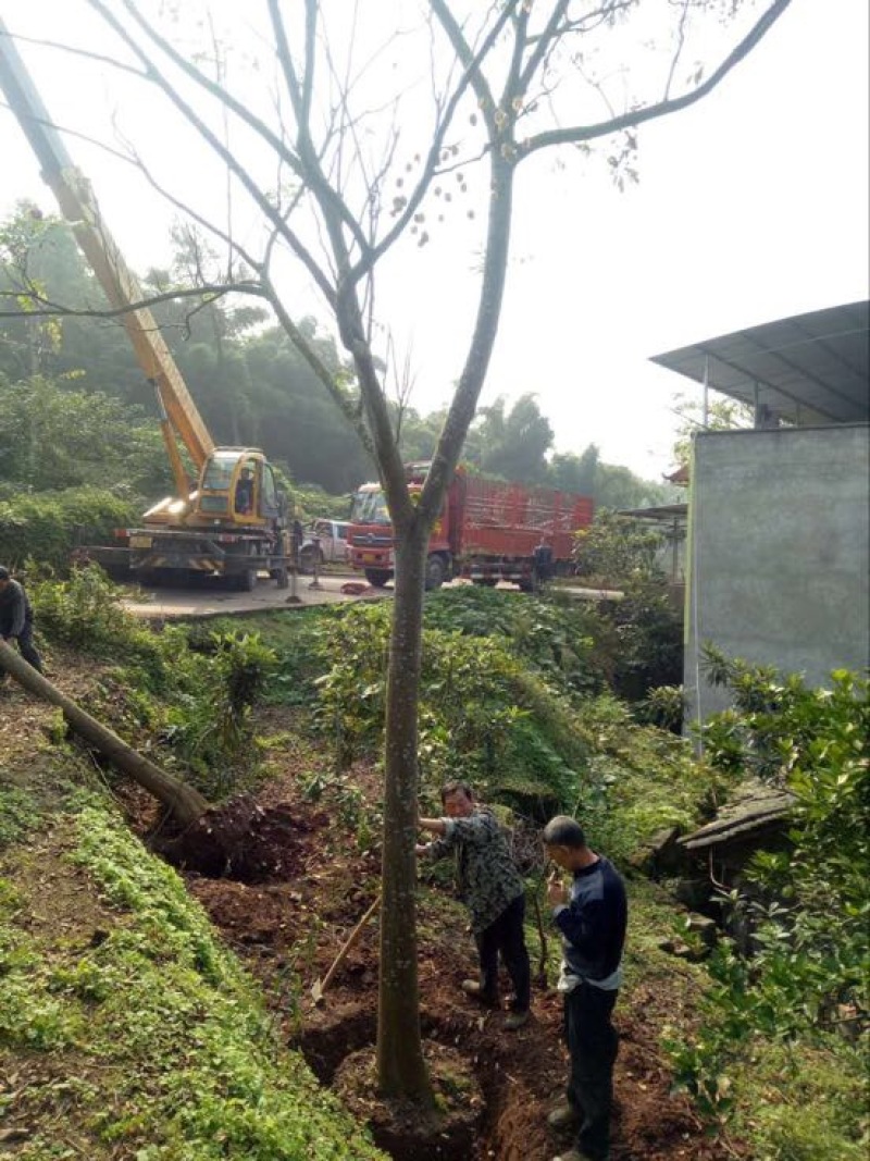黄山栾树6~8cm20cm以上4米以上