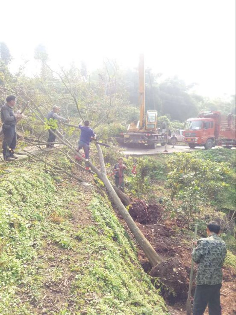 黄山栾树6~8cm20cm以上4米以上