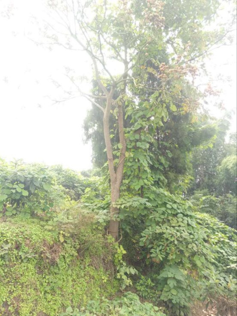 黄山栾树6~8cm20cm以上4米以上