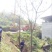 黄山栾树6~8cm20cm以上4米以上