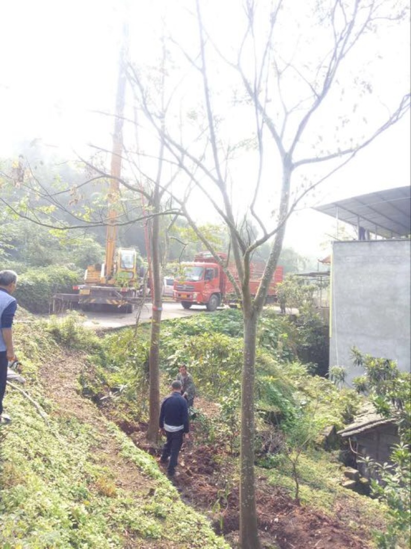 黄山栾树6~8cm20cm以上4米以上