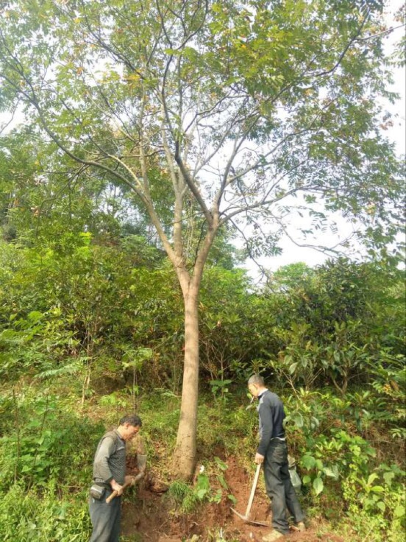 黄山栾树6~8cm20cm以上4米以上