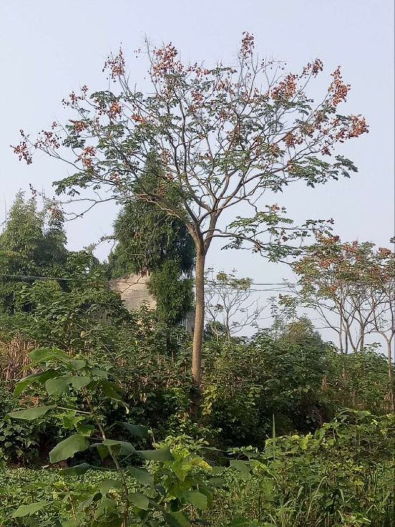 黄山栾树6~8cm20cm以上4米以上
