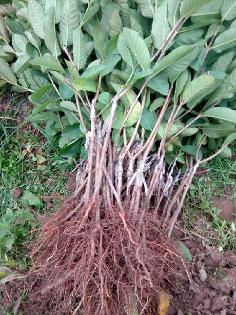 西瓜番石榴苗30~50cm