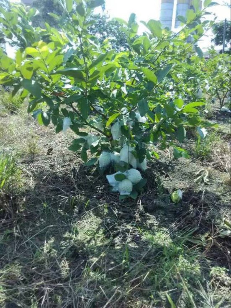 西瓜番石榴苗30~50cm