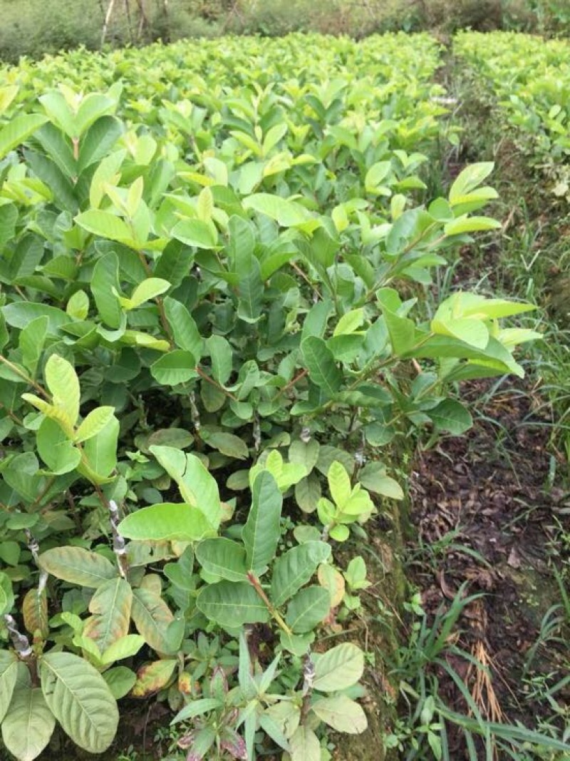 西瓜番石榴苗30~50cm