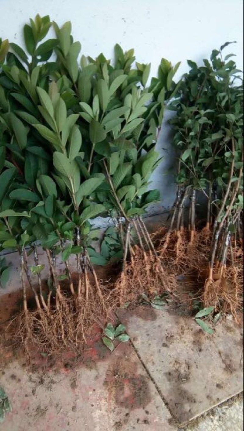西瓜番石榴苗30~50cm