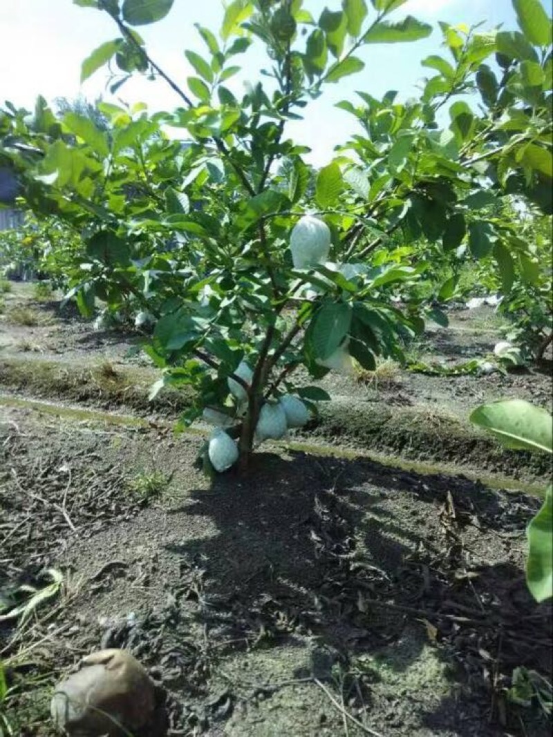 西瓜番石榴苗30~50cm