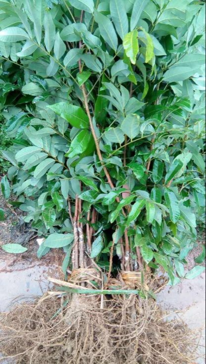 西瓜番石榴苗30~50cm