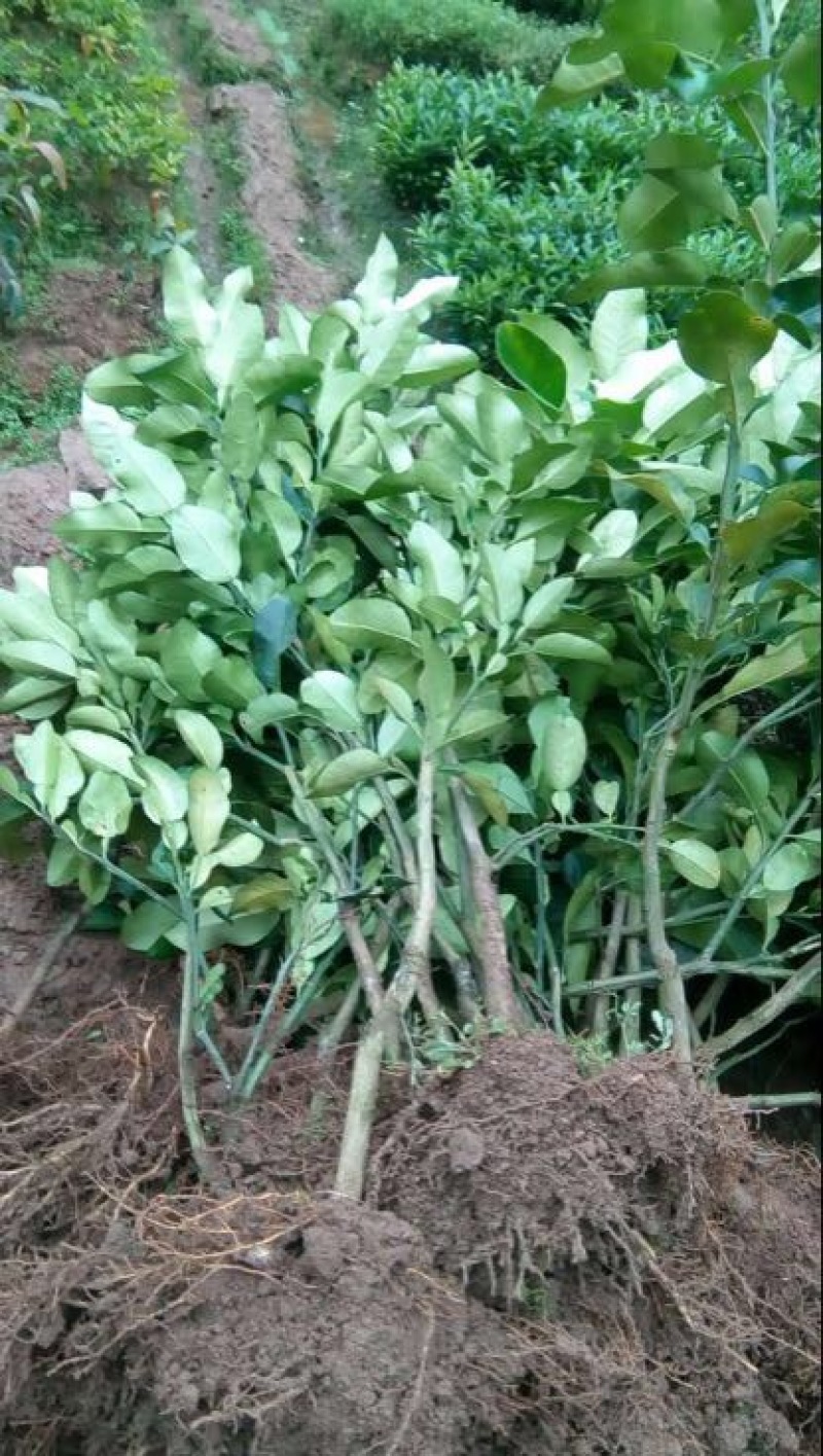 西瓜番石榴苗30~50cm