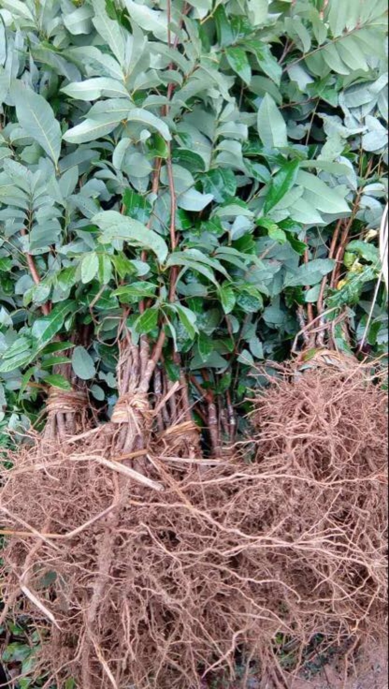 西瓜番石榴苗30~50cm