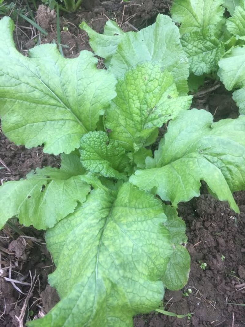 榨菜5两以上