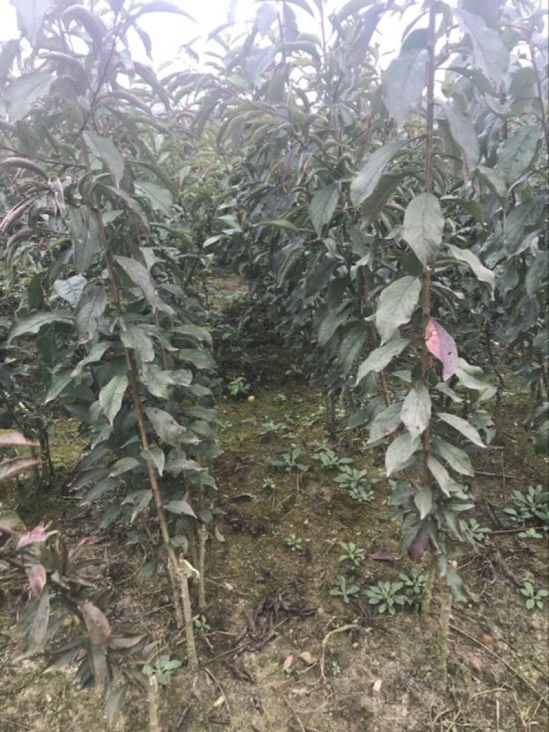 蜂糖李子苗50~100cm