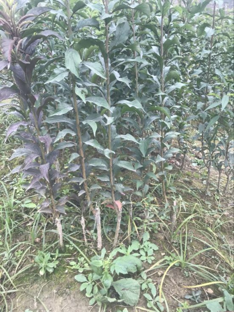 蜂糖李子苗50~100cm