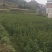 蜂糖李子苗50~100cm