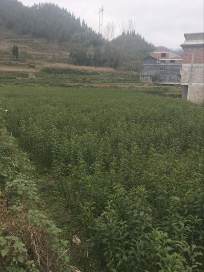 蜂糖李子苗50~100cm