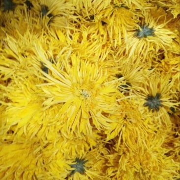 菊花茶二级