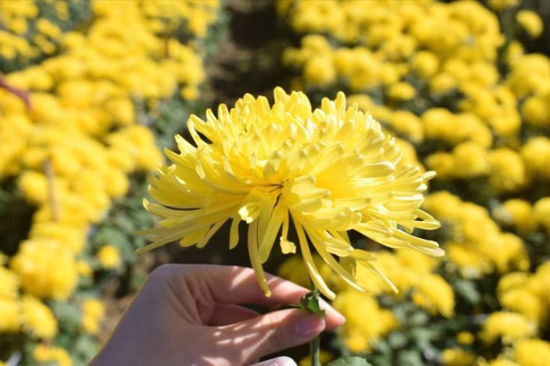 菊花茶二级