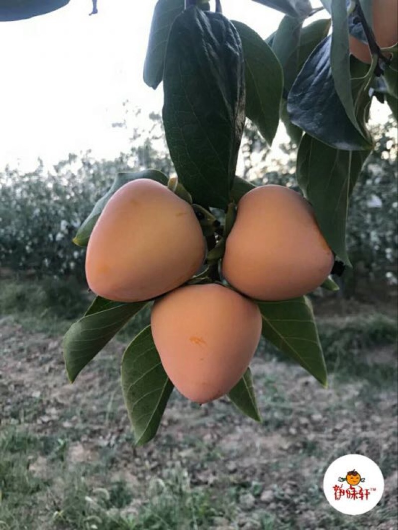 柿饼2~2.5两