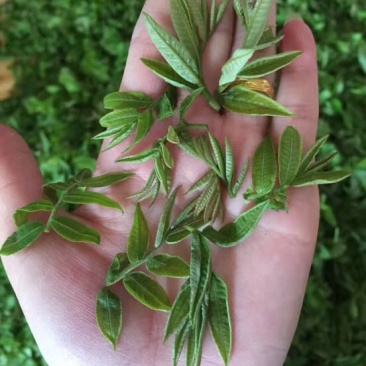 青钱柳茶特级