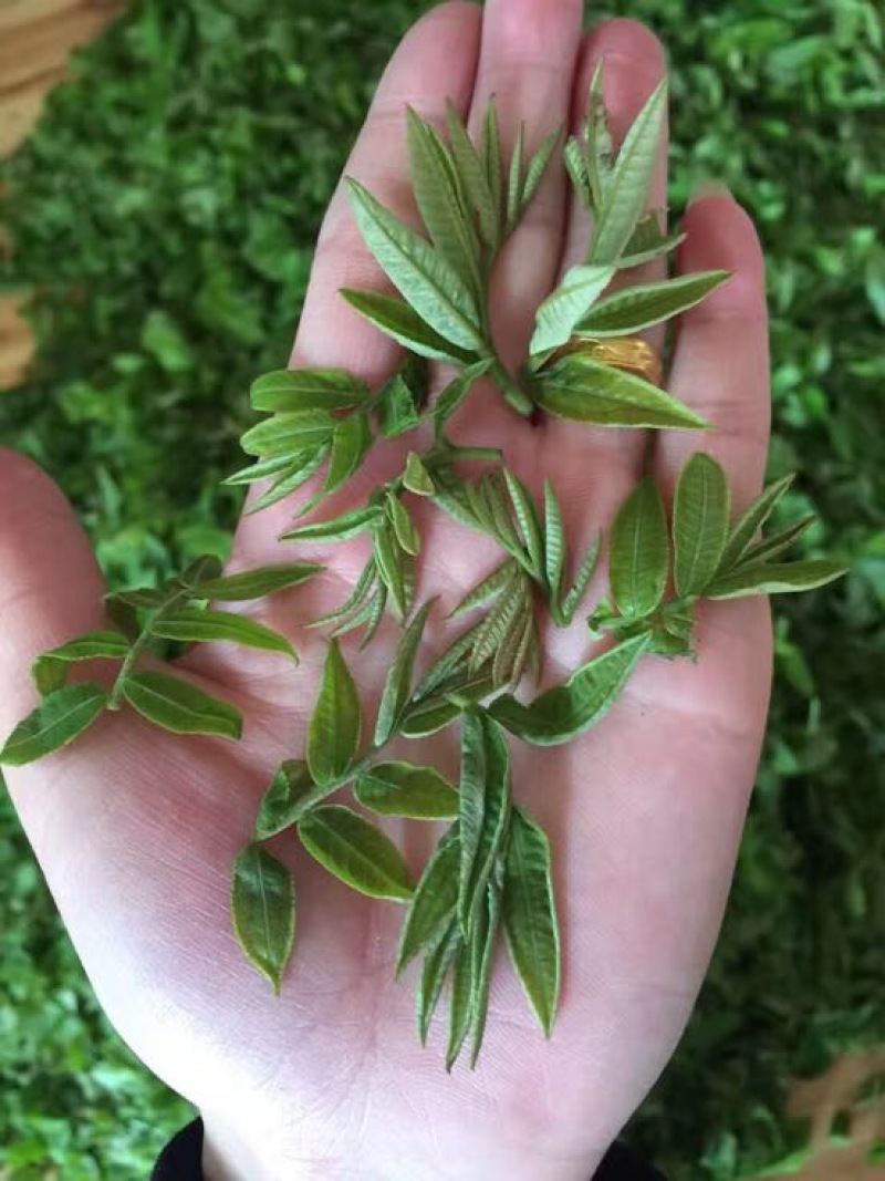 青钱柳茶特级