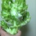 儿菜5两以上