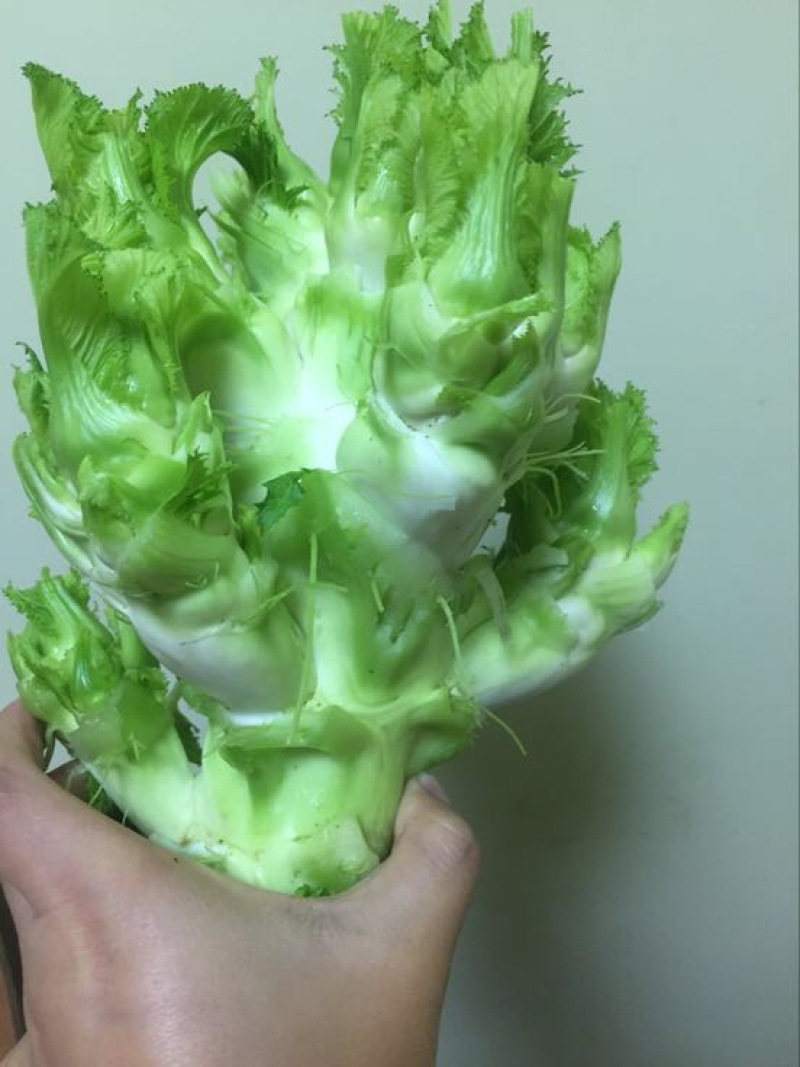 儿菜5两以上