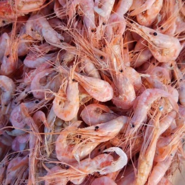 滨州红虾食用冻虾，大量供应油炸小食品