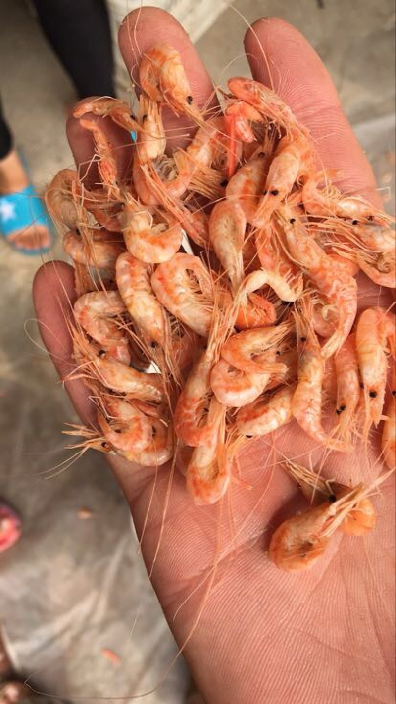 滨州红虾食用冻虾，大量供应油炸小食品