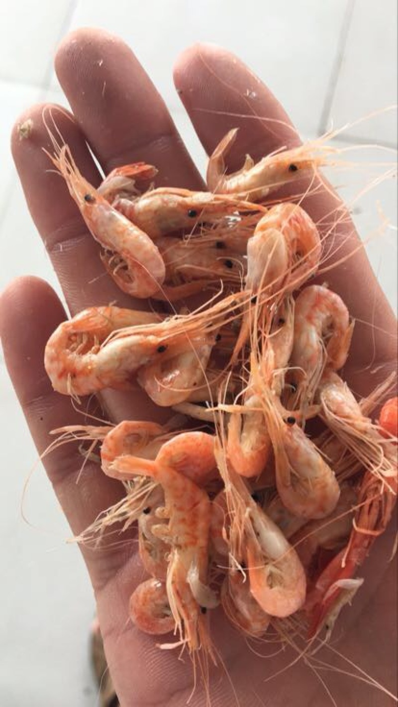 滨州红虾食用冻虾，大量供应油炸小食品