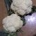 浙江菜花-松花菜2~3斤散花乳白一手货源