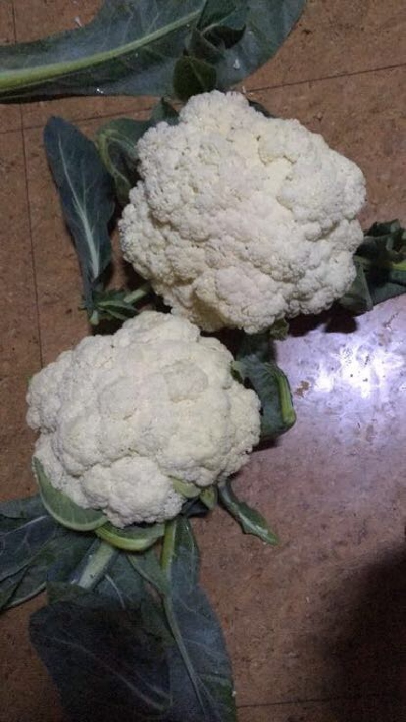 浙江菜花-松花菜2~3斤散花乳白一手货源
