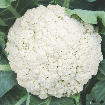 浙江菜花-松花菜2~3斤散花乳白一手货源