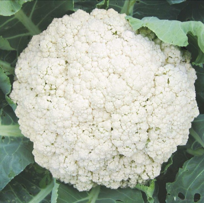 浙江菜花-松花菜2~3斤散花乳白一手货源
