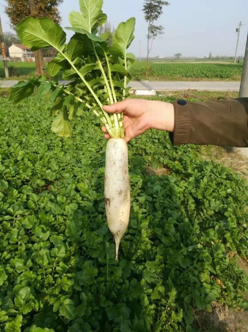 湖北老芦蔬菜白萝卜大量上市中，地膜白萝卜，