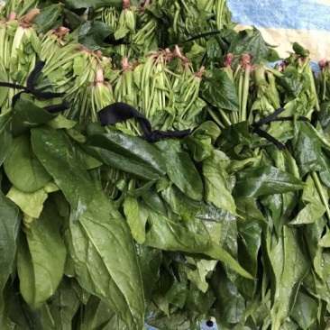 秋菠菜15~20厘米