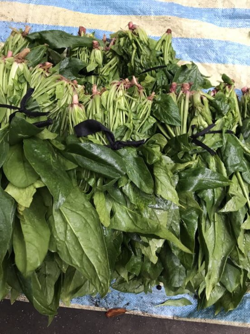 秋菠菜15~20厘米